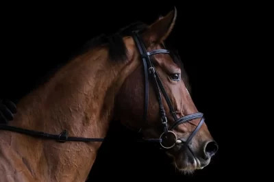 PONEY-CLUB-CENTRE-EQUESTRE-HIPPOCAMPE_694269