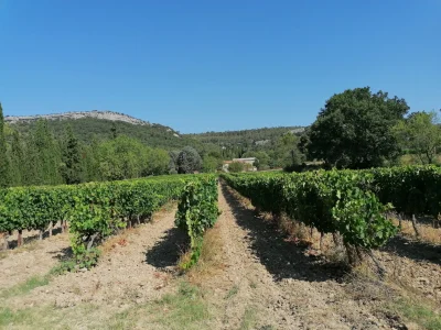 PROFITEZ-D039UNE-ESCAPADE-GOURMANDE-EN-PIC-SAINT-LOUP-8211-Saint-Clement-de-Riviere_2146651