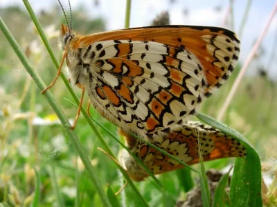 Papillons-de-jour-8211-Mezieres-en-Brenne_2376225