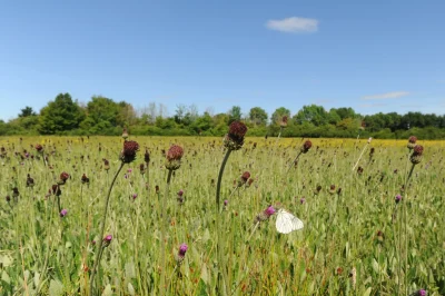 Papillons-et-libullules-du-marais-de-clussais-8211-21-06-2025-8211-Clussais-la-Pommeraie_2701197