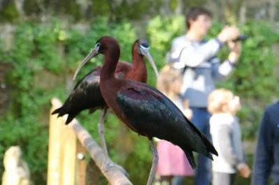 Parc-Animalier-de-Gramat-8211-Gramat_3521538
