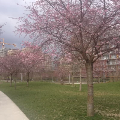 Parc-Clichy-Batignolles-8211-Martin-Luther-King_494345