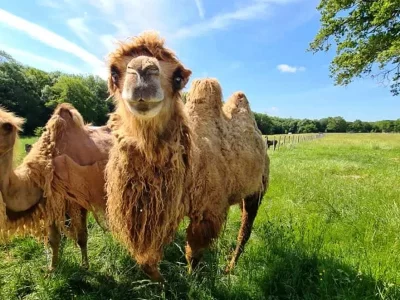 Parc-animalier-8211-Domaine-de-Revert_425920