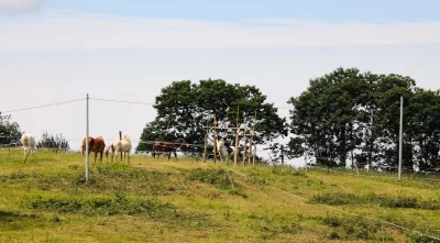 Parc-d039aventures-a-cheval_1132660