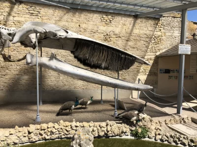 Parc-de-la-Baleine_614108