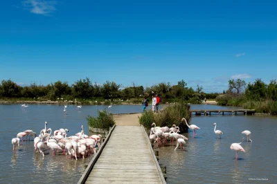 Parc-ornithologique-de-Pont-de-Gau-8211-Saintes-Maries-de-la-Mer_2423694