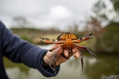 Peche-aux-crabes-8211-30-10-2025-8211-Ares_3167198