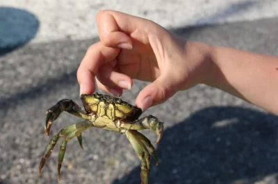 Pince-mi-pince-moi-petite-peche-aux-crabes_438612