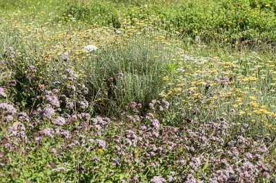 Plantes-de-bonnes-femmes-et-de-sorcieres-8211-01-11-2025-8211-Vayres_2985714