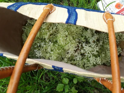 Plantes-sauvages-comestibles-8211-13-06-2026-8211-Saint-Jean-le-Blanc_3464467