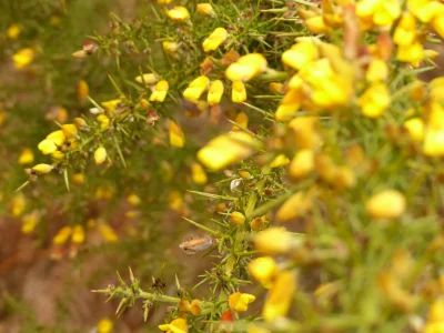 Plantes-utiles-au-quotidien-8211-02-05-2026-8211-Ares_3466917
