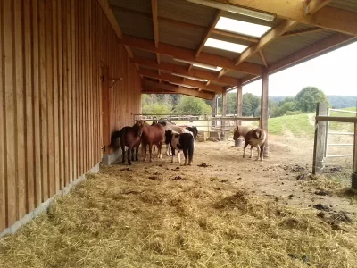 Poney-Club-Les-Petits-Cavaliers-et-equitation-sport-nature_692571