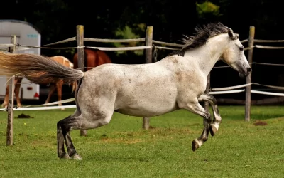 Poney-Club_1137078