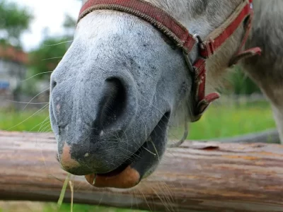 Poney-Club_710485