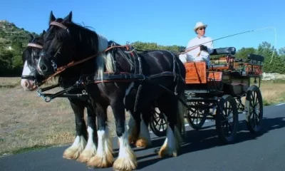 Poney-Express-Attelage_713767