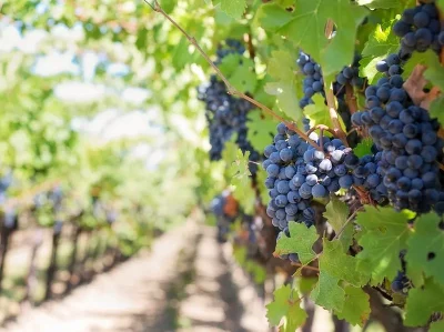 Portes-ouvertes-au-Vignoble-de-la-Roseraie-8211-04-07-2026-8211-Restigne_3381008