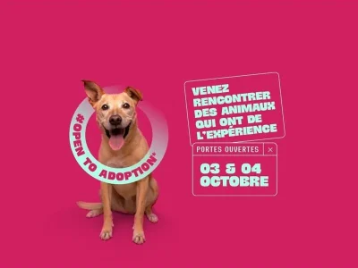 Portes-ouvertes-de-la-SPA-de-Sarreguemines-8211-03-10-2026-8211-Sarreguemines_3867908