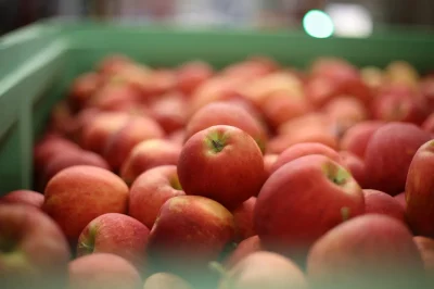 Pressage-de-fruits-8211-18-09-2025-8211-Moulins-Engilbert_2417979