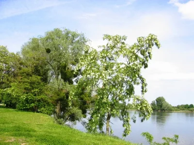 Promenade-du-balcon-de-Loire-8211-La-Chapelle-Saint-Mesmin_1720388