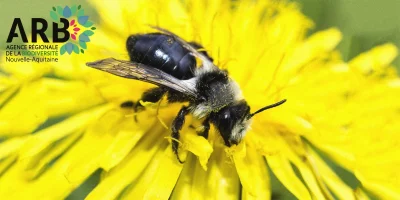 RDV-de-la-biodiversite-et-si-tu-devenais-une-abeille-sauvage-8211-14-02-2026-8211-Peyrat-le-Chateau_3482966