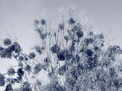 RDV-nature-64le-cyanotype-regard-sur-le-vegetal-8211-20-09-2025-8211-Ger_2542458