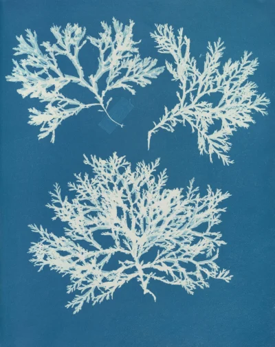 RENDEZ-VOUS-A-L039OFFICE-ATELIER-CYANOTYPE-8211-Saint-Gaudens_3789188