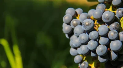Rando-Jeu-a-Buzet-sur-Baise-la-cite-des-vignerons-8211-Buzet-sur-Baise_3640208