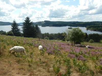 Rando-apero-pasto-autour-du-Lac-de-Vassiviere-8211-21-08-2025-8211-Royere-de-Vassiviere_2338822
