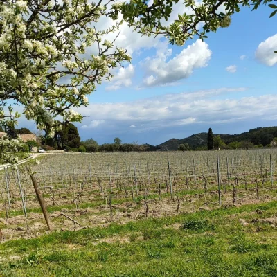 Rando-vino-des-Alpilles-au-Mas-de-Gourgonnier-8211-01-08-2025-8211-Mouries_2865792