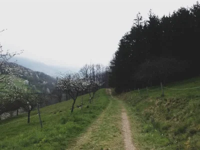 Randonnee-8211-Entre-vignoble-et-vergers-8211-Triembach-au-Val_2804110