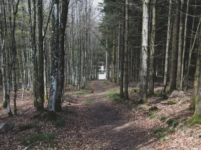 Randonnee-8211-La-foret-de-Chirgoutte-8211-Breitenbach_2873438