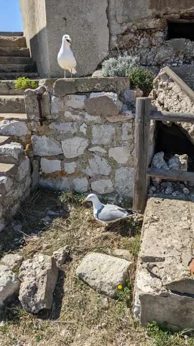Randonnee-au-Frioul-sur-l039ile-de-Pomegues-8211-Marseille-7e-Arrondissement_2703988
