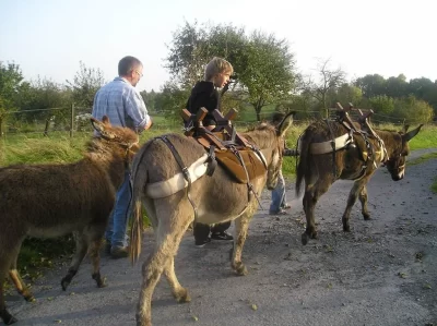 Randonnee-avec-des-anes-de-bat-8211-Liart_704518