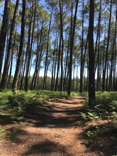 Randonnee-commentee-Histoires-de-bois-et-de-foret-8211-27-08-2025-8211-Linxe_2982248