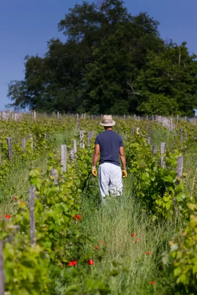 Randonnee-dans-le-vignoble_1135507