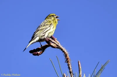 Reconnaissance-des-chants-d039oiseaux-8211-04-04-2026-8211-Saint-Jean-de-Braye_3463656