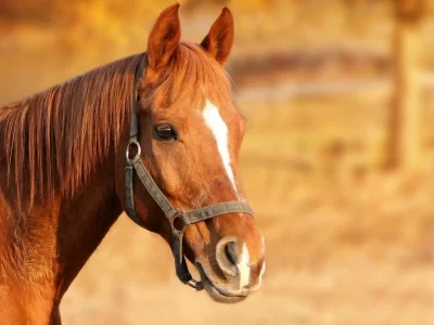 Red-Star-Ranch_722802