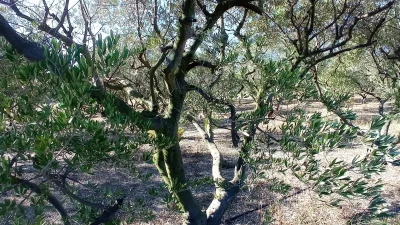 Rencontre-avec-une-oleicultrice-au-Domaine-Plan-de-Fossan-8211-18-10-2025-8211-Martigues_2901340