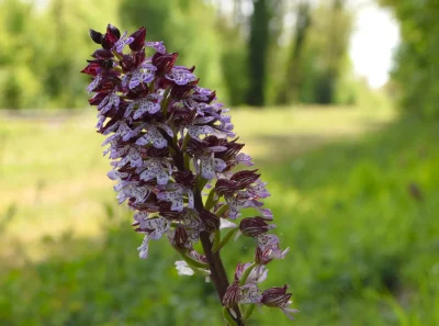 Rendez-vous-Nature-le-monde-des-orchidees-8211-Chennegy_3659825