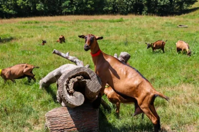 Rendez-vous-a-la-ferme-Les-biquettes-du-Clos-Bellevue-8211-27-08-2025-8211-Cuqueron_2730090
