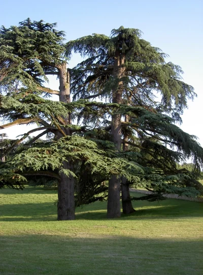 Rendez-vous-aux-jardins-Chateau-Pierrail-8211-05-06-2026-8211-Margueron_3476945