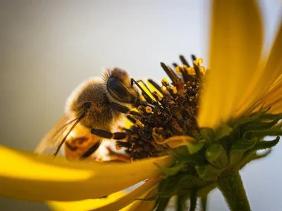 Rendez-vous-du-miel-et-des-abeilles-8211-15-07-2026-8211-Saint-Avold_3699081
