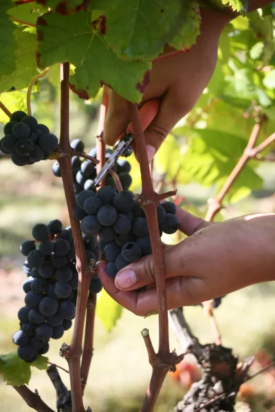 Repas-bio-et-local-en-accord-Mets-et-Vins-au-Chateau-d039Aix-8211-15-02-2026-8211-Porte-du-Quercy_3416836