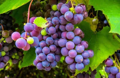 Repas-des-vendanges-8211-06-09-2025-8211-Saint-Capraise-de-Lalinde_2906262