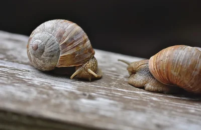 Repas-et-visite-nocturne-Les-escargots-du-Pays-d039Othe-8211-30-08-2025-8211-Vosnon_3020594