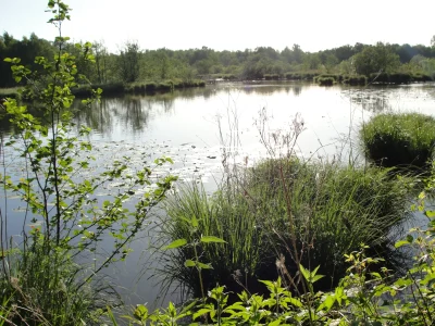 Reserve-Naturelle-Nationale-de-La-Truchere-Ratenelle-8211-La-Truchere_1593472