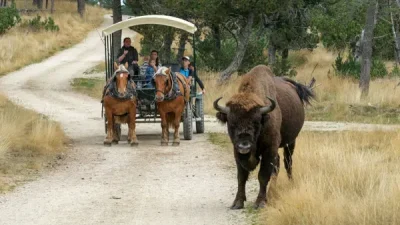 Reserve-des-Bisons-d039Europe-8211-Sainte-Eulalie_2266813