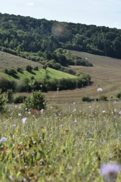 Reserve-naturelle-regionale-de-la-Vallee-des-Cailles-8211-Boncourt_2362587