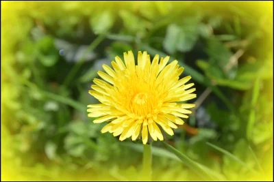 Restaurant-associatif-veggan-quotO-herbes-follesquot-8211-Blargies_2365332