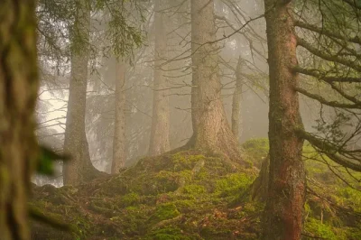 Retransmission-de-la-serie-documentaire-quotGardiens-de-la-foretquot.-8211-28-11-2025-8211-Sainte-Foy-la-Grande_3107383